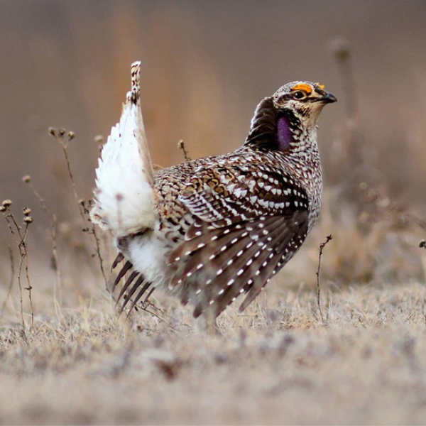 Sharp-tailed Grouse — Eastside Audubon Society